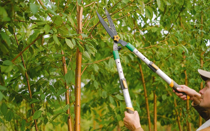Tree trimming in Ashcamp, KY